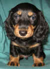 pup2007_49.jpg (18166 )