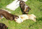   Stoneycreek Winter Romance/Romeo/