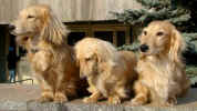   Stoneycreek Winter Romance/Romeo/    