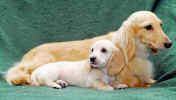   Stoneycreek Winter Romance/Romeo/    