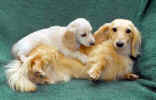   Stoneycreek Winter Romance/Romeo/    