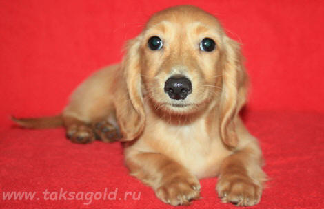 щенки кроличьей//мини таксы