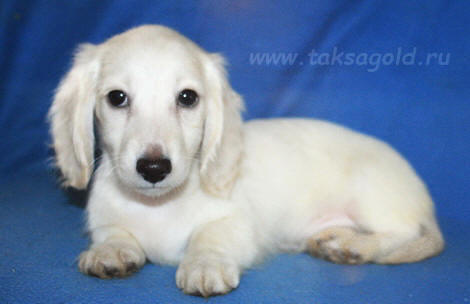 щенки кроличьей//мини таксы