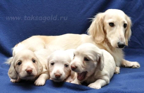 щенки кремовой  кроличьей//мини таксы